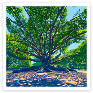 art print of moreton bay fig in auckland domain, new zealand