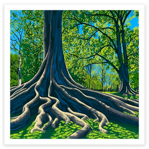 art print of the roots of a moreton bay fig in Australia